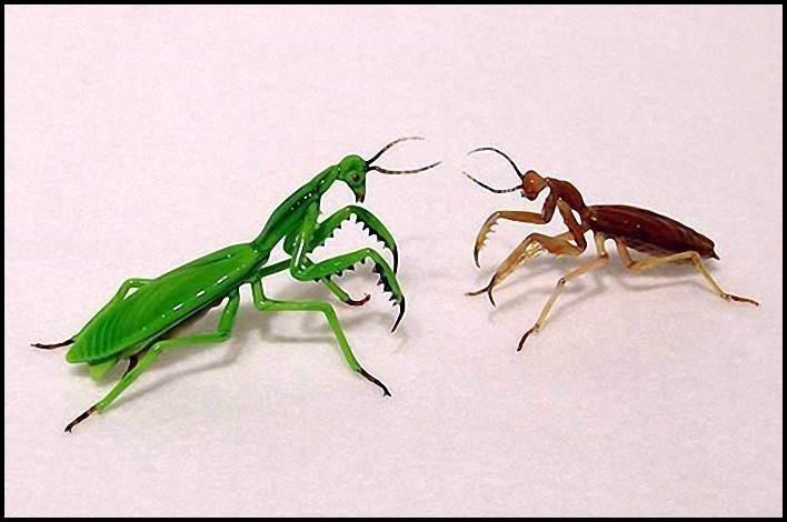 Самки богомола