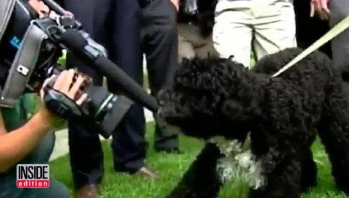 Собака Обамы покусала девушку!