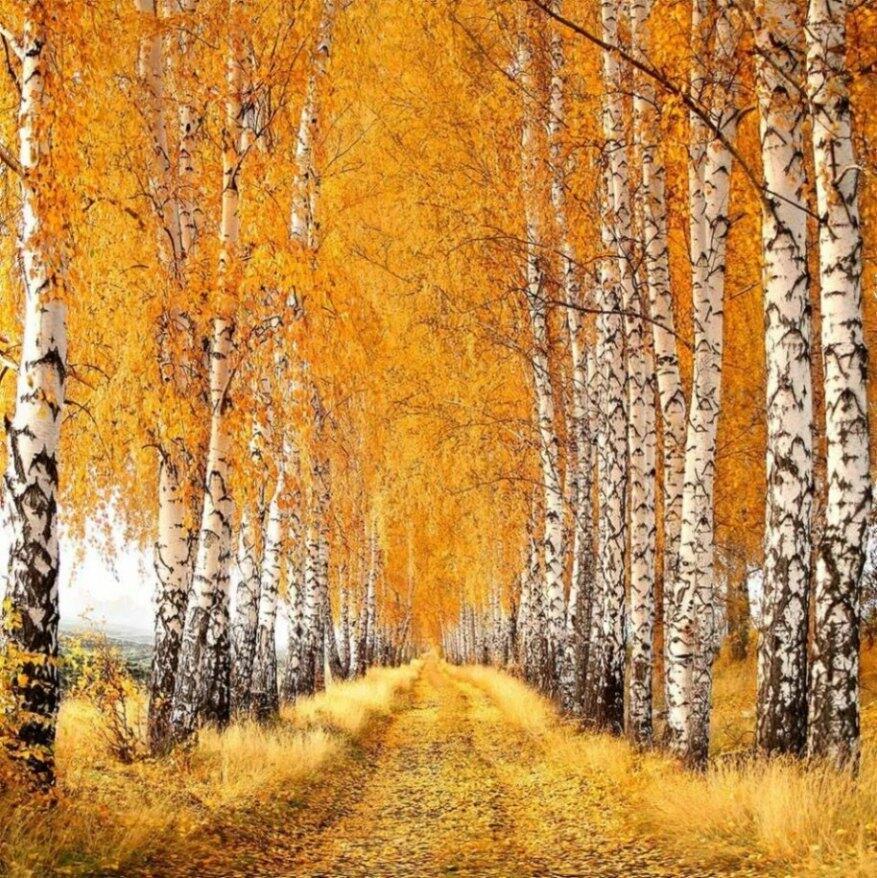 БЕРЁЗКИ  ЗАМОРОЗКОВ  ЖДУТ