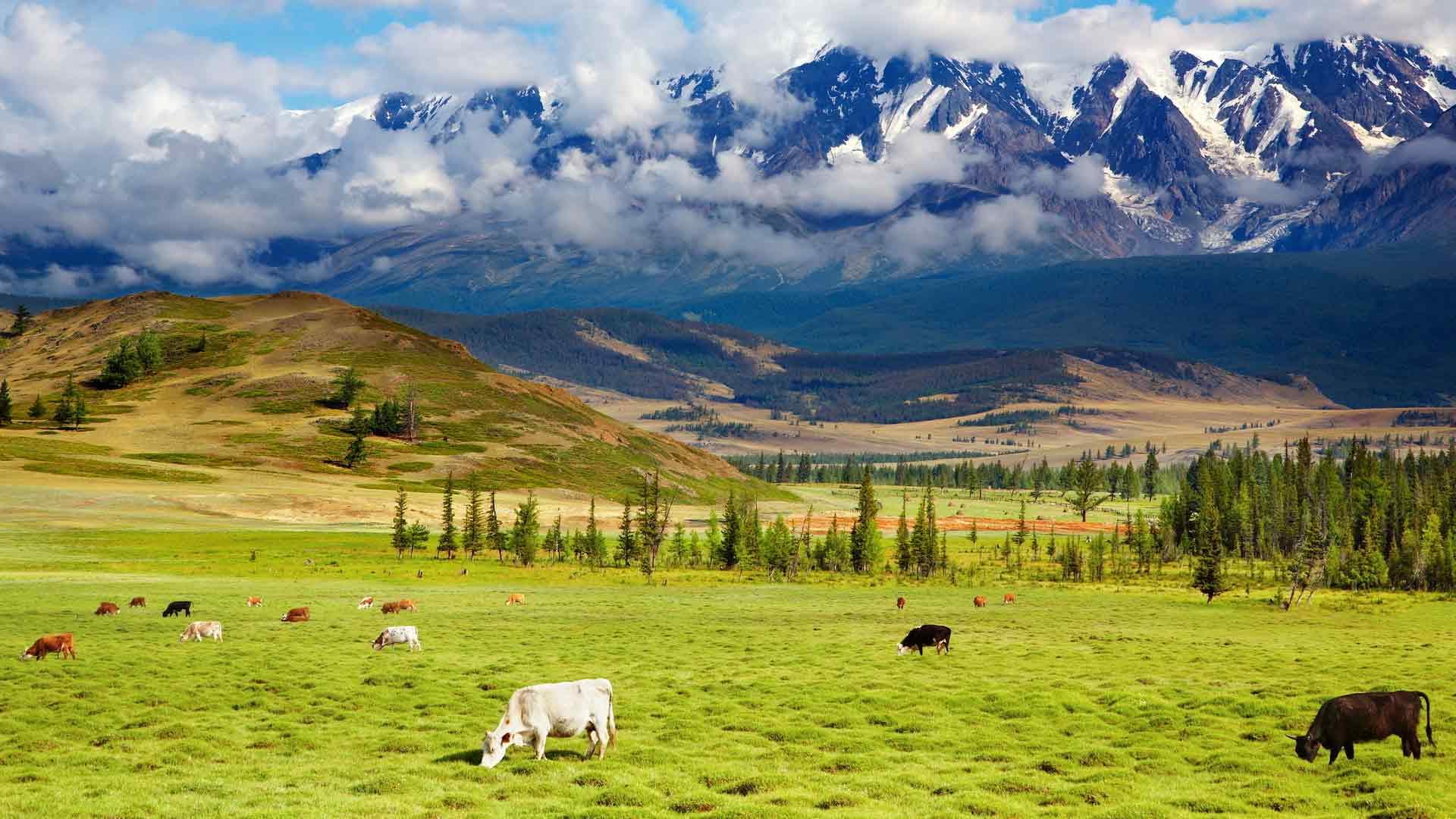 Песня сердца