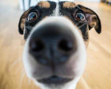 Протокол Утраты