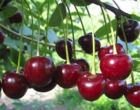 Возраст ягодный