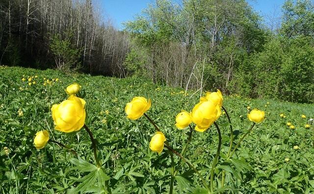 Весенний романс