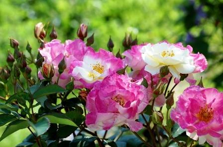 Ароматная дорожка