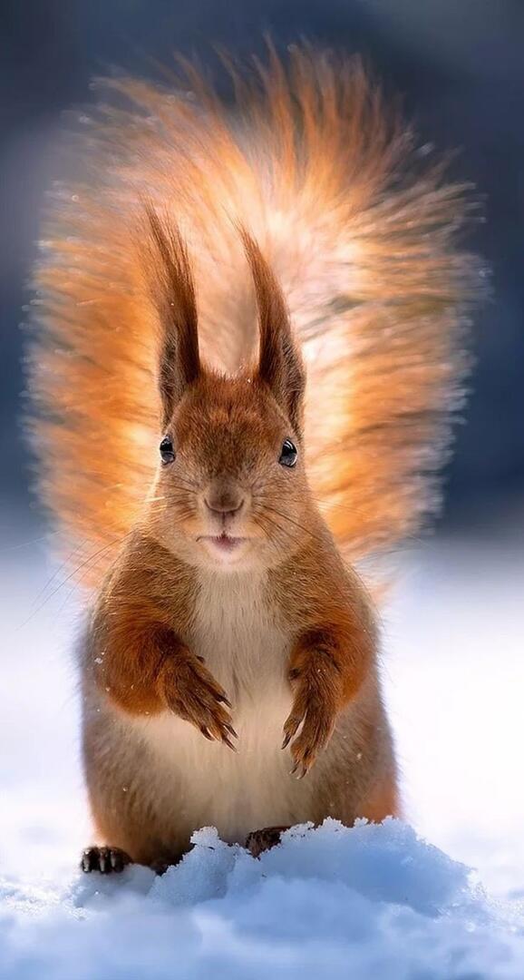 Постновогоднее