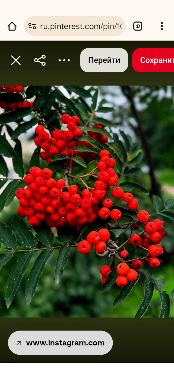 Туманное утро