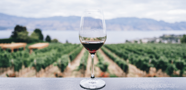 IN VINO VERITAS: Pinotage