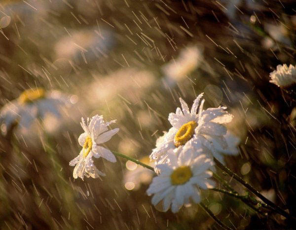 Тихая Радость