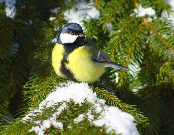 Начало весны и восторгом, и песней...
