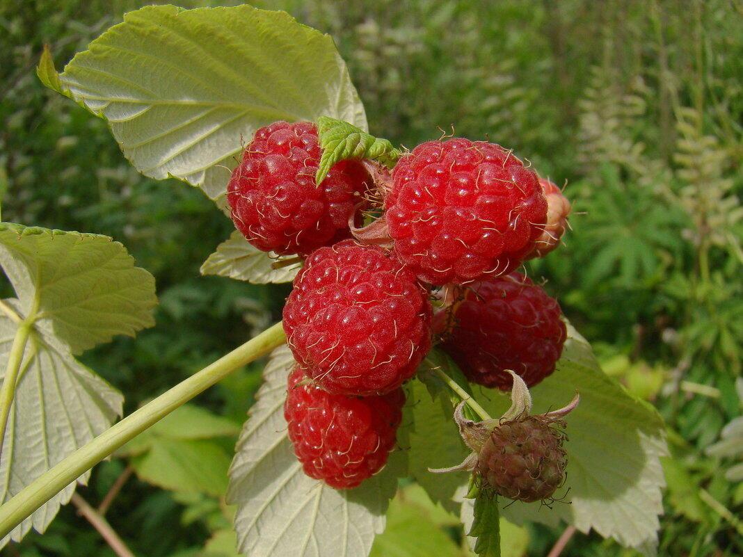 Дикая малина