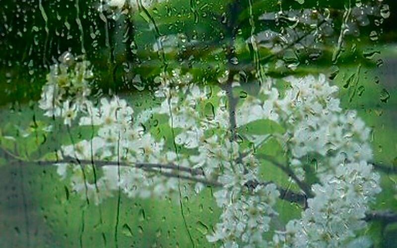 Под шум весеннего дождя...