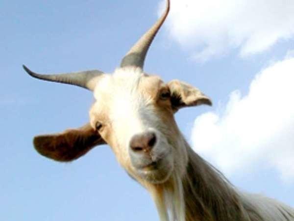 Умная 235-я мысль козла