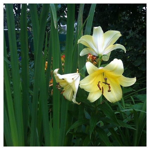 Ты так прекрасна, дорогая!