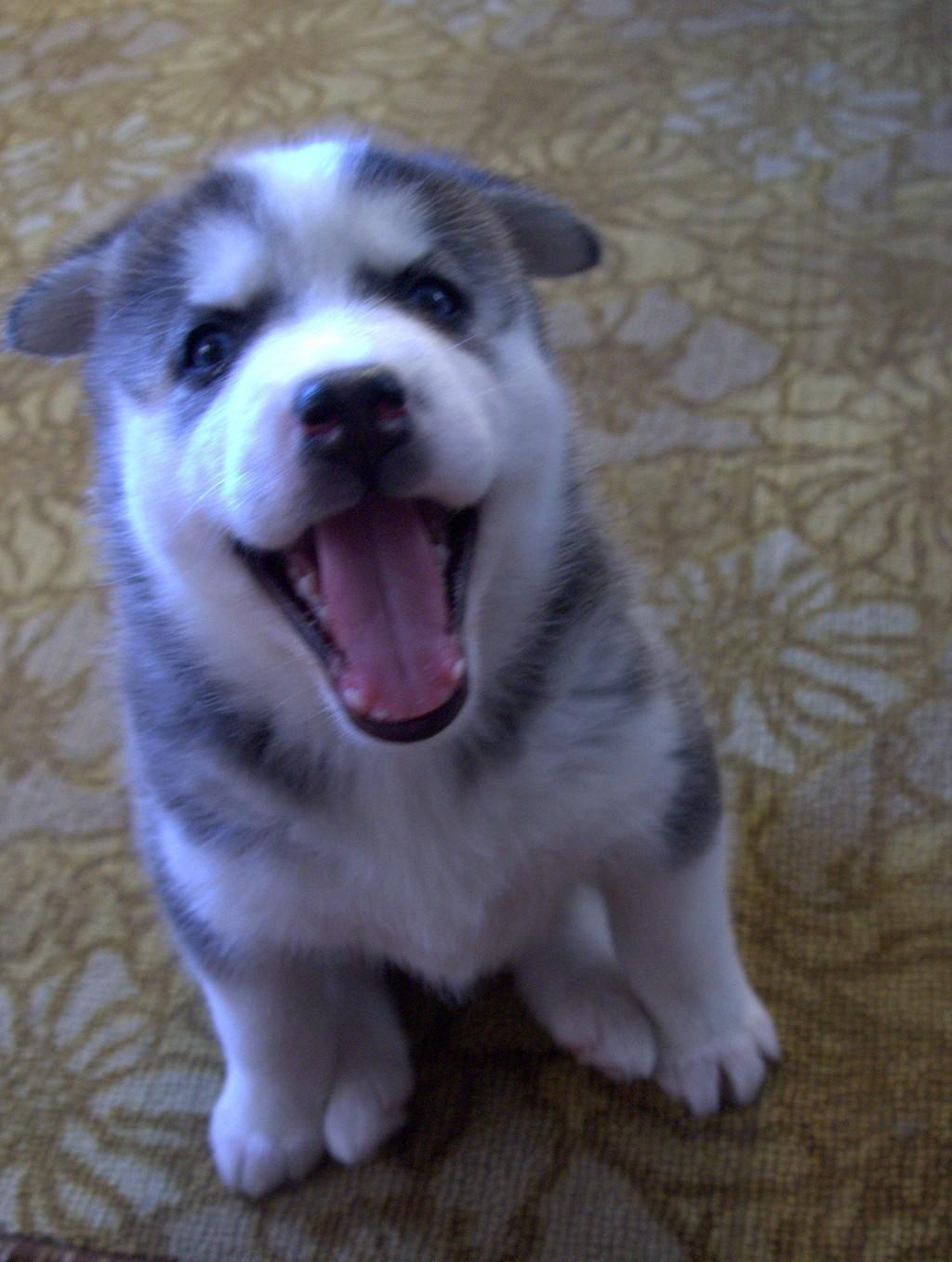 признание (уси пусинское)