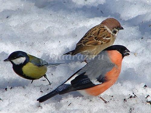 ---Зима в Чите---