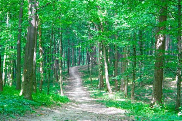 Я  ПРОВЕДУ  ВАС  ТРОПИНКАМИ  ПАМЯТИ .