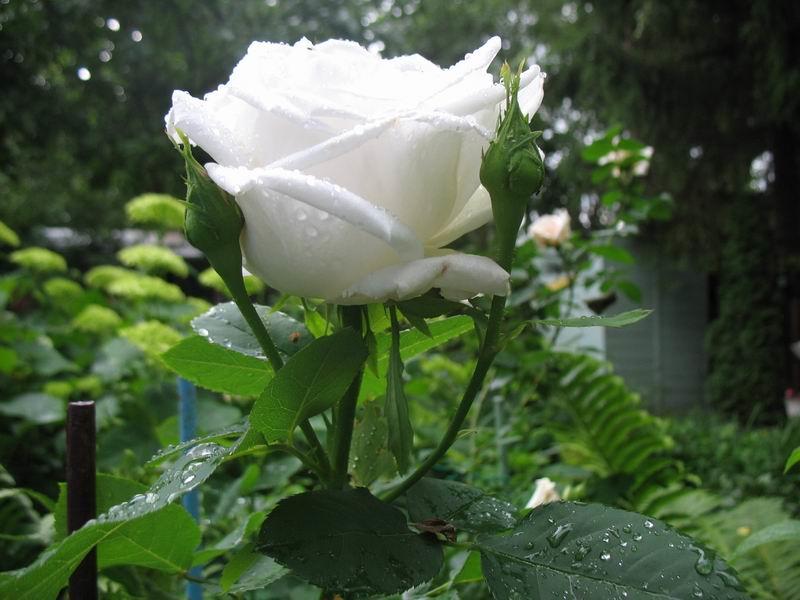 Белая роза.Танка.