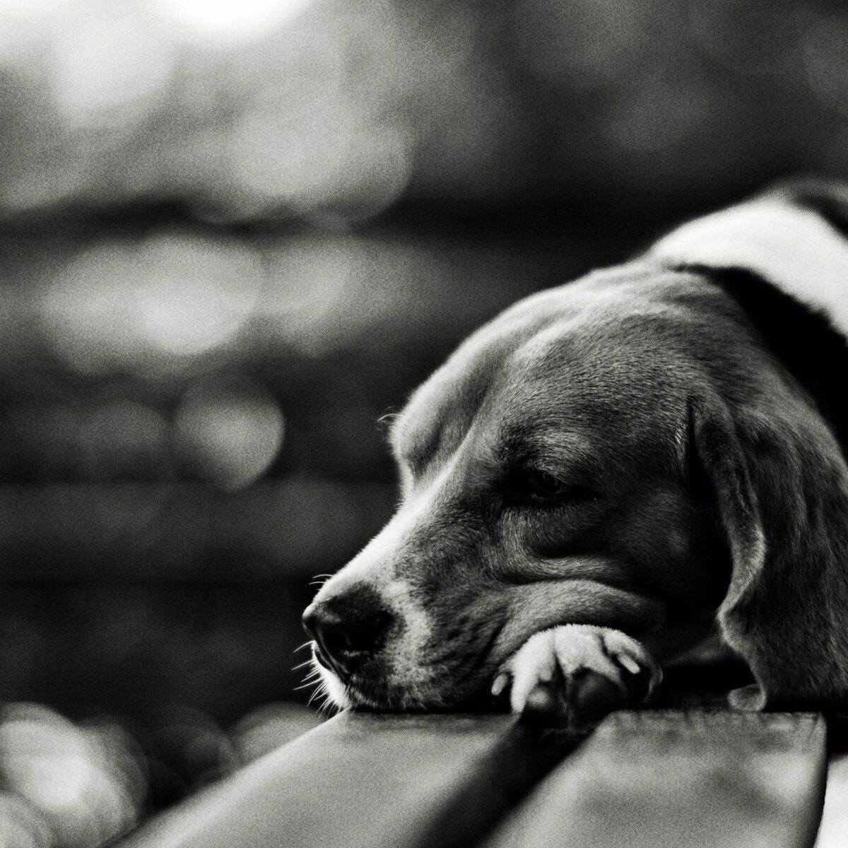 Бестолковое сердце