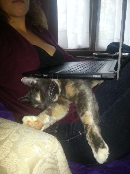 Тёщина грелка. Шутка