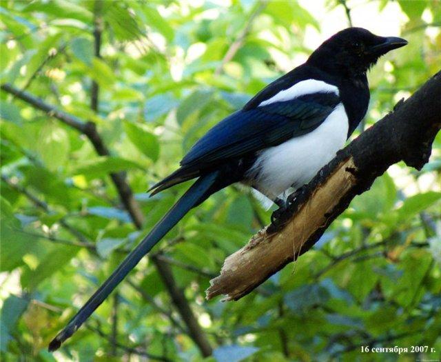 Сорока и сова.  ( Тавтограмма)