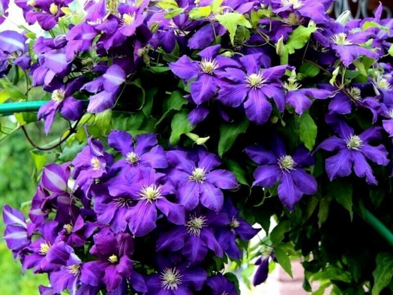 К Л Е М А Т И С