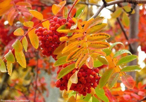 РЯБИНОВЫЙ ОГОНЁК