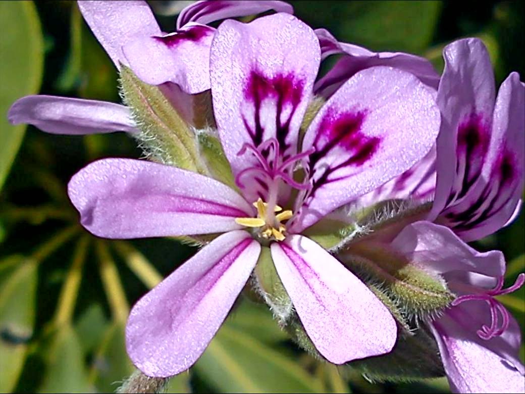 Притчи, глава 24 - перевод с иврита