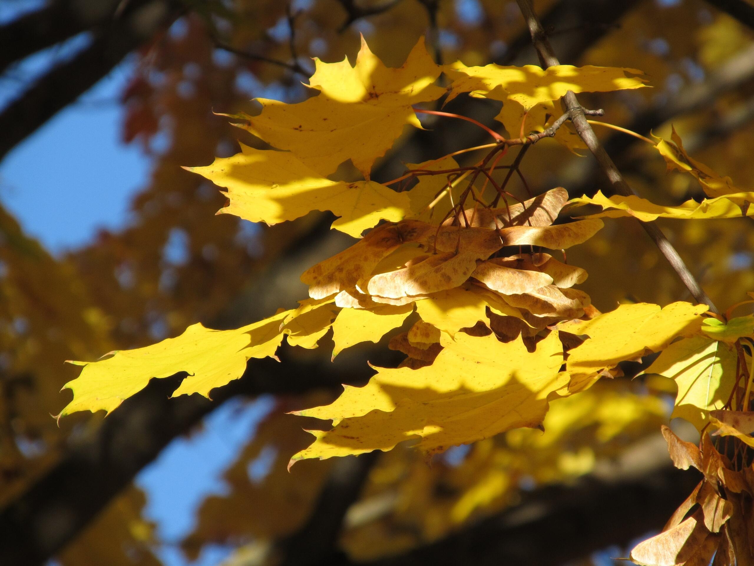 Сто тысяч солнц кленовых