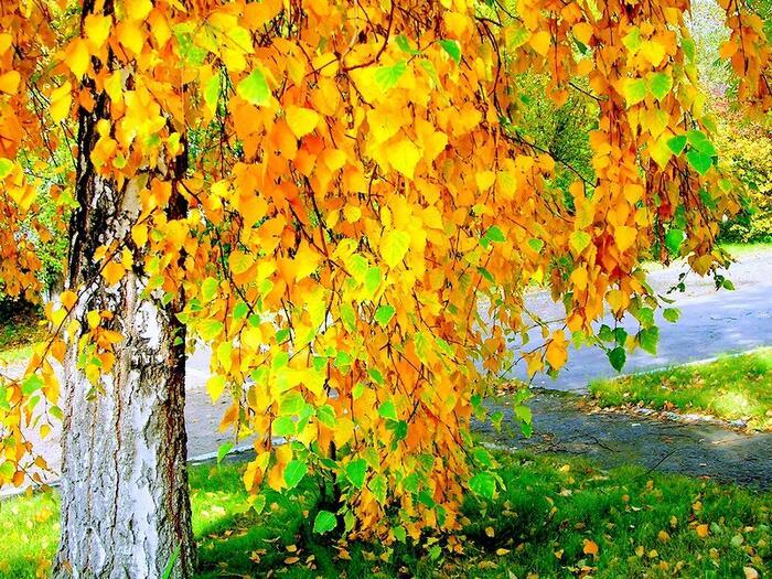 Осень тут как тут...