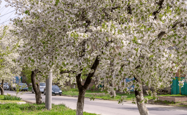 Дорога домой