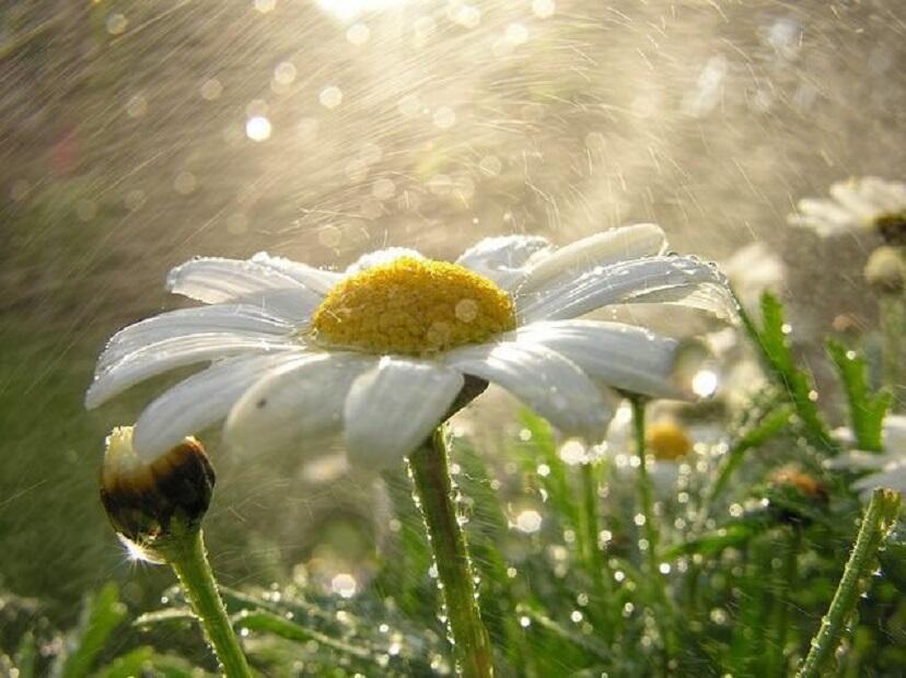 Лирика дождя