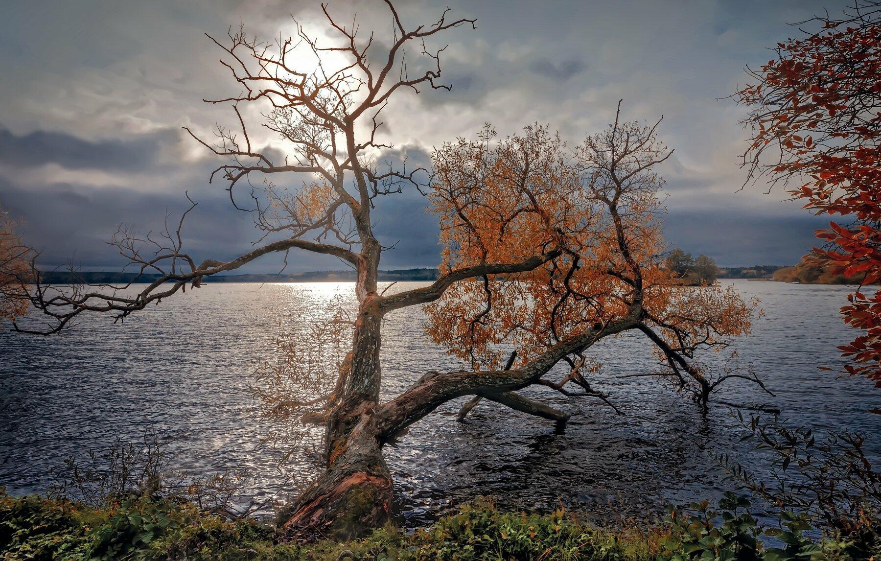 Не устанет заря бледно-алая
