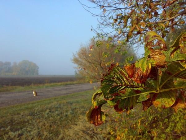 осени прозрачный воздух...