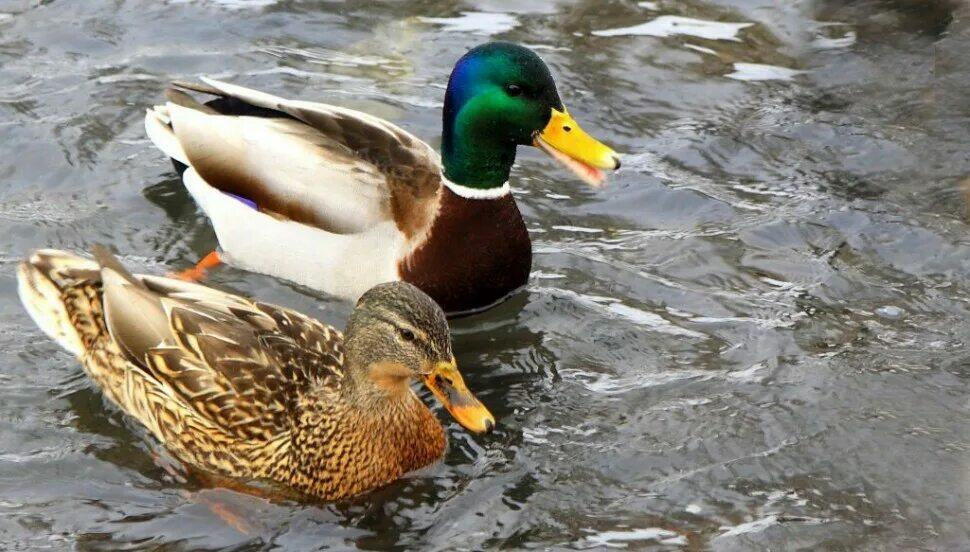 А   ВОЗДУХ   СЛОВНО   СЕРЕБРО