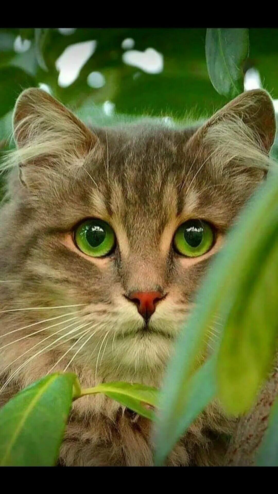 Приютите кота