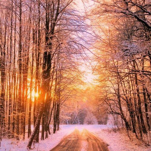 Белая, зимняя лесть