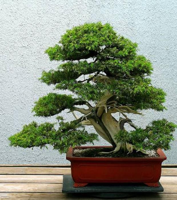 Дерево у вазоні