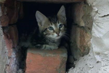 Совесть -  котенком в кирпичной стене