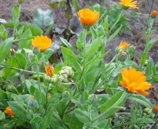 ЦВЕТЫ В НОЯБРЕ