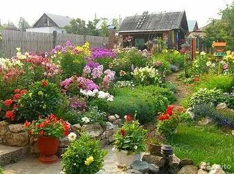 Мамины цветы