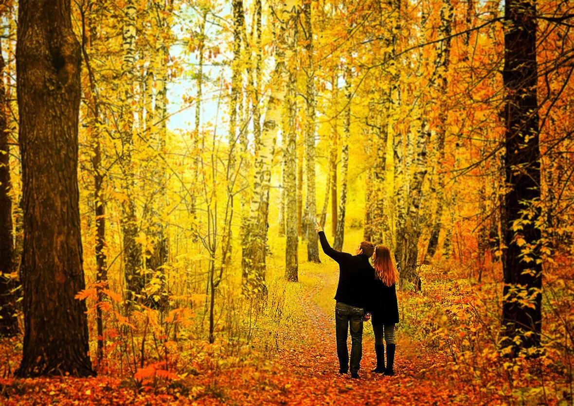 Понравилась осень. Прогулка по осеннему лесу. Прогулки по лесу. Осенний лес. Прогулка в осеннем парке.