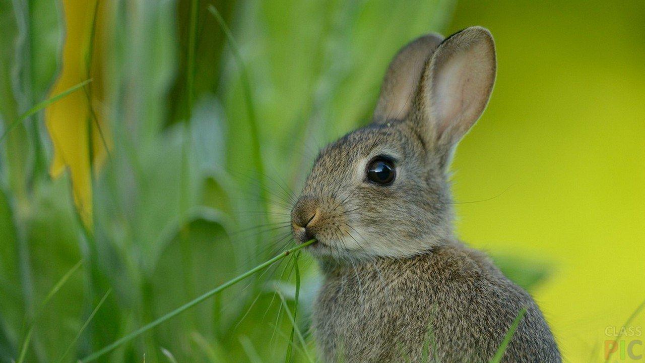 Удивительные случаи на селе (миниатюра 1)