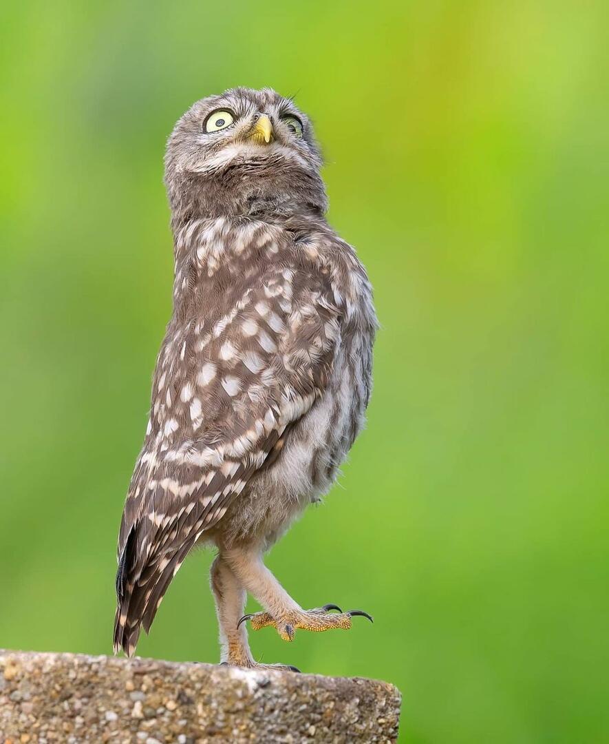 У сов не хуже есть театр