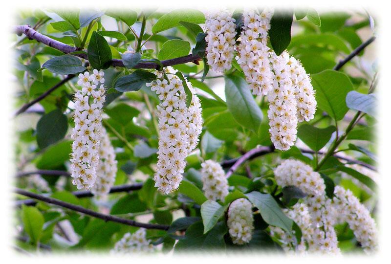 Уже листва зашелестела...