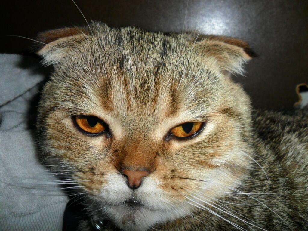 Мы все погостовские мыши