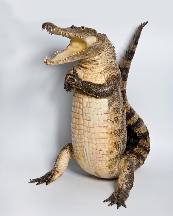 Сельский крокодил