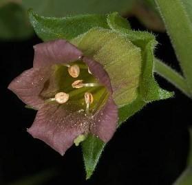 Когда звёзды на небе танцуют