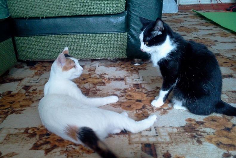 Вы заелись, Фросенька с Марусенькой!..