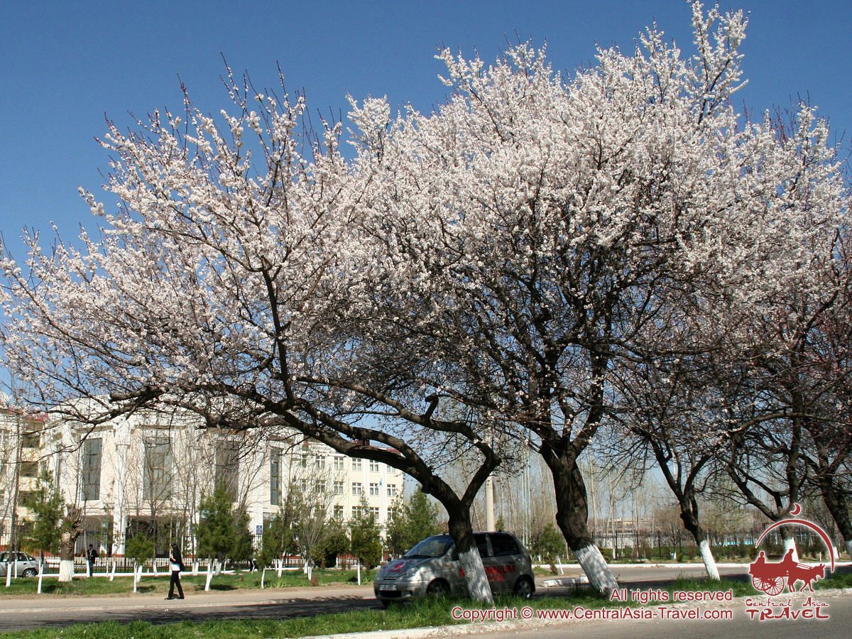 Ах, как цветут абрикосы!