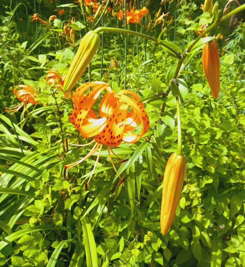 Пламя гордости